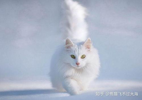 猫可以吃白瓜,白瓜成为猫咪新宠