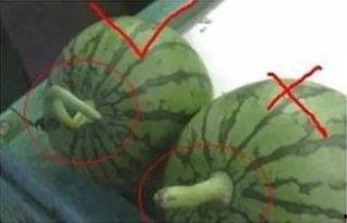 快速学习夏天吃瓜,瓜果飘香——夏日吃瓜攻略大揭秘