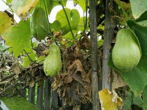 吃烧瓜会排气吗,吃烧瓜真的会排气吗?