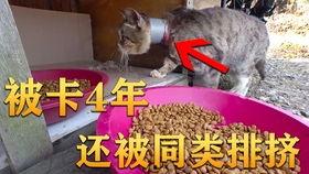 江苏宿迁吃瓜视频,一场视觉与味蕾的双重盛宴