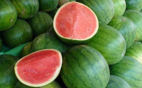 发烧可以吃脯瓜吗,脯瓜能否成为食疗佳选?