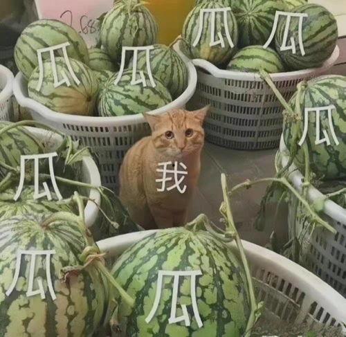 2021 吃瓜,笑料百出,揭秘娱乐圈风云