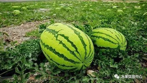 2021 吃瓜,笑料百出，揭秘娱乐圈风云