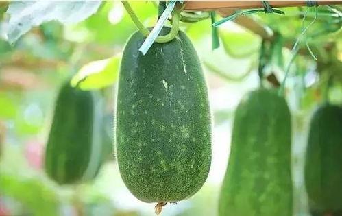 啥时候可以吃瓜,瓜熟蒂落,何时是最佳品尝时刻?