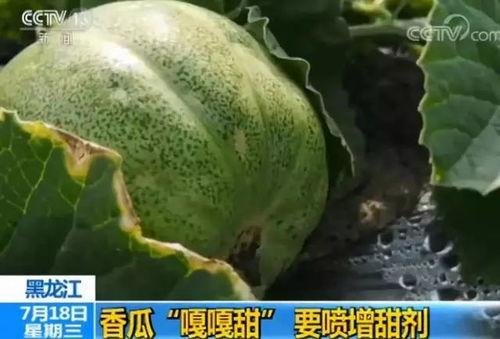 长期吃瓜,揭秘长期吃瓜者的生活轨迹