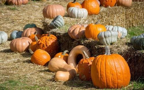 邯郸肥乡最新吃瓜