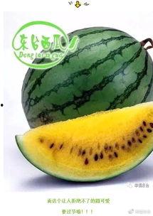 地球吃瓜256,揭秘256颗神秘“吃瓜”星球之谜