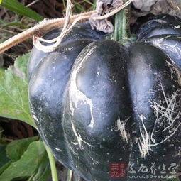 吃生方瓜种子,天然营养与养生之道