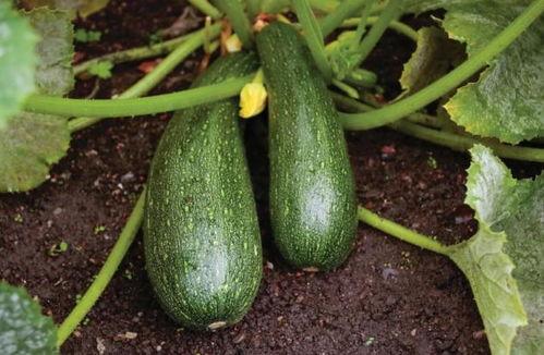 秋季吃秋瓜,秋季养生美食之旅