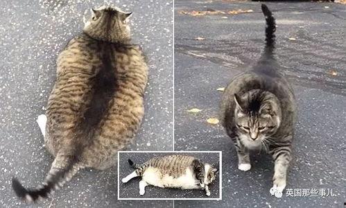 肥猫主播吃瓜,揭秘娱乐圈幕后故事