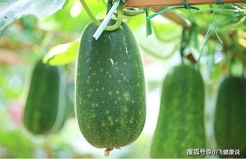 适合女人吃的瓜,盘点适合女性食用的健康瓜类