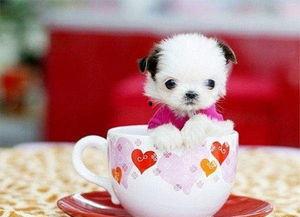 茶杯犬吃瓜,一场甜蜜的消暑盛宴