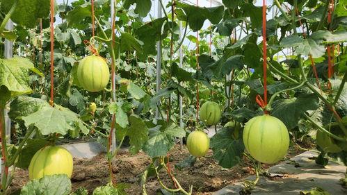 凉山现代吃瓜,吃瓜群众的新潮流