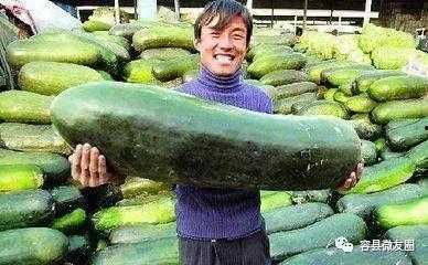 吃瓜人不种瓜,吃瓜群众与种瓜者的生活哲学对比