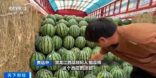 龙子湖吃瓜,一场热闹非凡的吃瓜盛宴