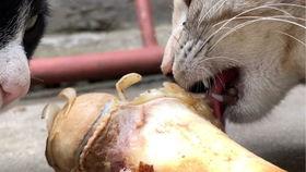 狗腿断了吃角瓜,意外收获角瓜美味