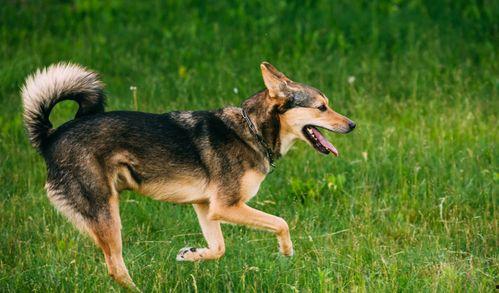 狗腿断了吃角瓜,意外收获角瓜美味