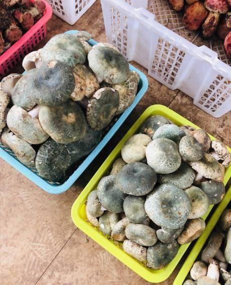 关注吃瓜有料菌