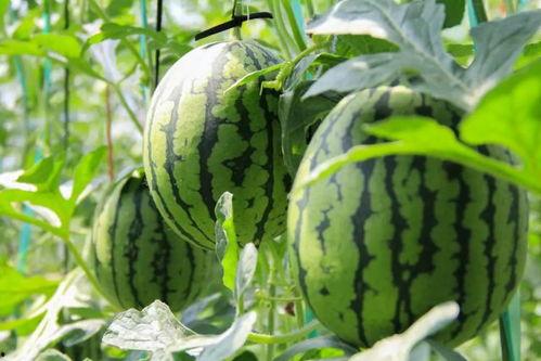 吃瓜小组免费,免费畅享娱乐资讯的乐园