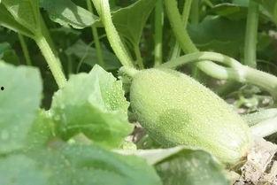 离疆吃瓜,揭秘新疆美食的独特魅力