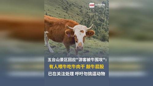 臭臭牛吃瓜,一场趣味横生的乡村奇遇