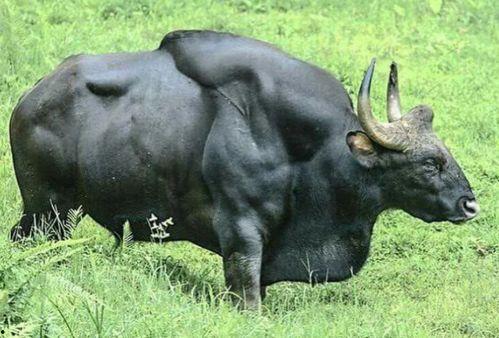 臭臭牛吃瓜,一场趣味横生的乡村奇遇