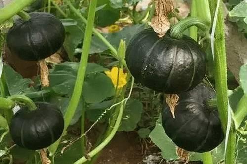 贝贝瓜发霉还可以吃吗,贝贝瓜发霉后还能食用吗？揭秘食品安全之谜