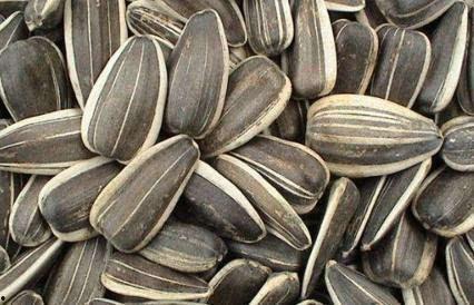 籽籽吃瓜,揭秘瓜果世界的甜蜜奥秘