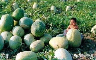 山东职校吃瓜视频,揭秘校园生活幕后趣闻