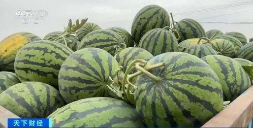 倪集吃瓜信息,揭秘背后真相与热议焦点