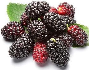 天津蓟县吃瓜视频,一场吃瓜视频引发的乡村风情之旅