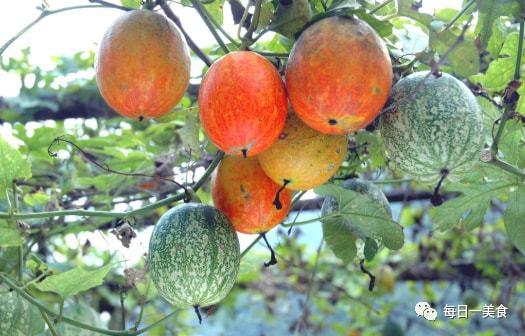 白吊瓜适合怎么吃,解锁美味新体验