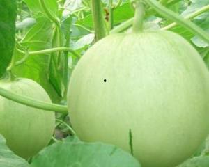 孕妇可以吃糍瓜吗,孕妇适宜食用糍瓜的益处与注意事项