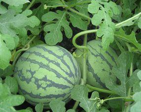 孕妇可以吃糍瓜吗,孕妇适宜食用糍瓜的益处与注意事项