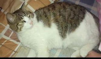 盘点猫咪的吃瓜,盘点猫咪的美食世界