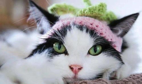 盘点猫咪的吃瓜,盘点猫咪的美食世界