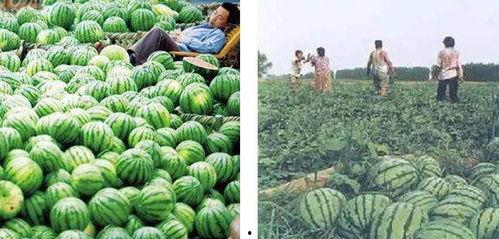 吃瓜惨遭背刺,揭秘背后真相