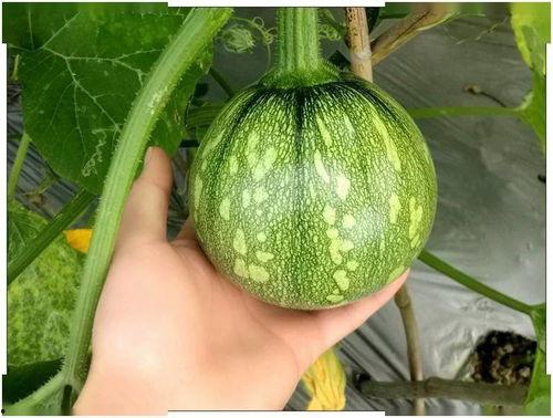 增肌吃小瓜,小瓜助力肌肉生长