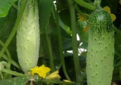 人流后可以吃哈密瓜