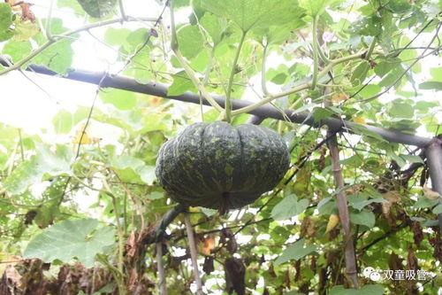 职教园吃瓜,揭秘校园里的那些事儿