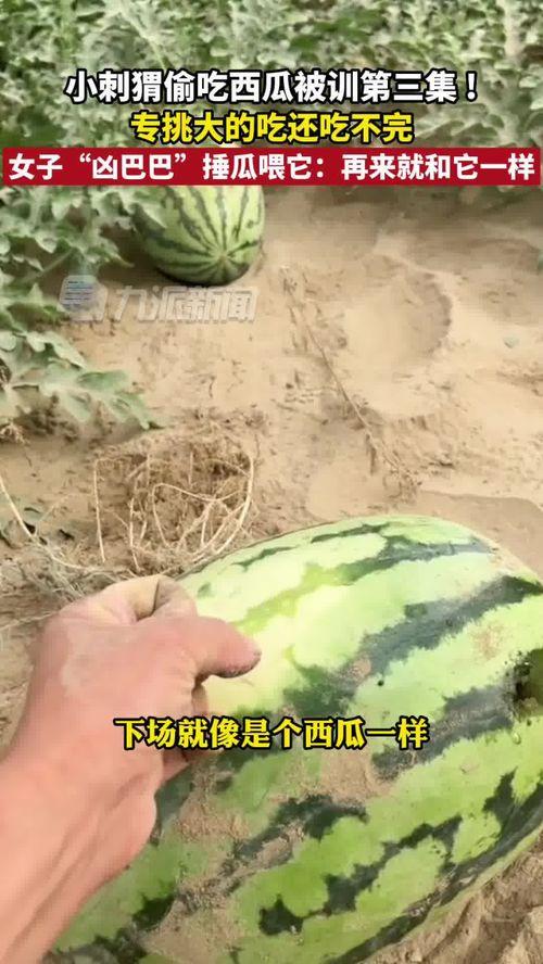 训练完就得吃瓜,揭秘训练后吃瓜的神奇功效