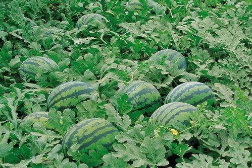 易县杏林医院吃瓜