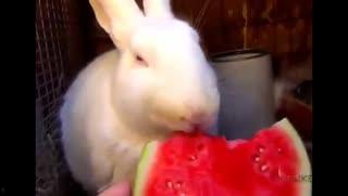 小狗吃瓜视频大全,小狗吃瓜视频大全欢乐集锦