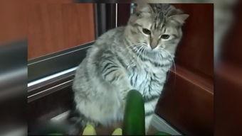 小猫宿舍吃瓜,一场欢乐的吃瓜盛宴