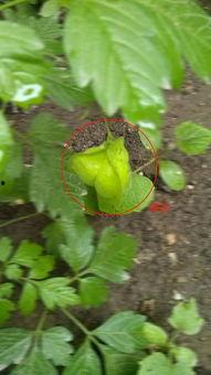 吃瓜小白花,网络红人的崛起与争议