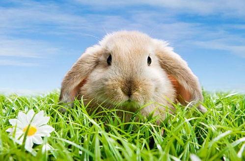 兔子吃土瓜,一场奇妙的味蕾之旅