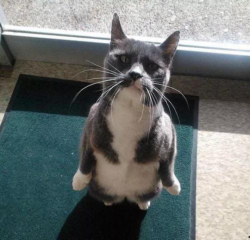 吃瓜的猫头像,揭秘猫咪的趣味生活瞬间