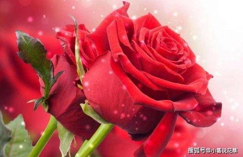 宠爱小玫瑰 吃瓜 lofte,吃瓜Loft里的甜蜜日常