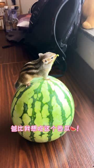 小小特别吃瓜,揭秘娱乐圈那些事儿