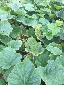 瑞安人吃瓜趣事,一场舌尖上的欢乐盛宴